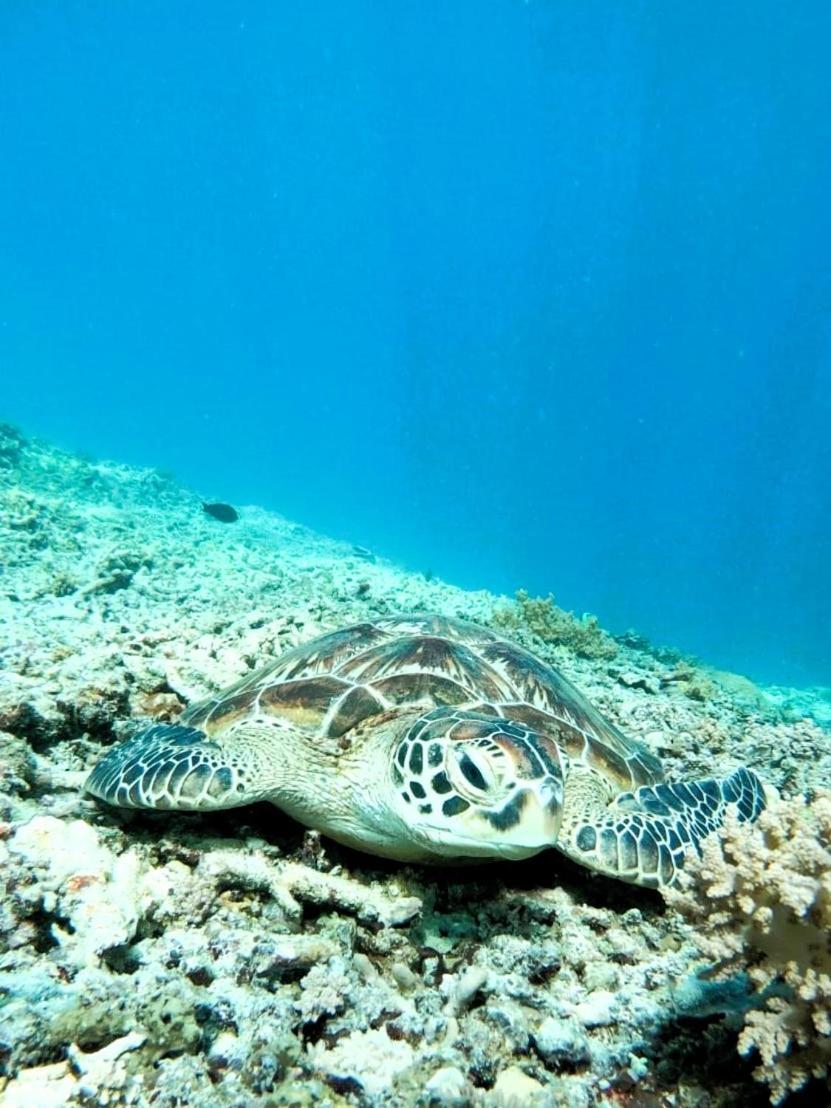 Gili Mesari Cottages & Homestay Джили Трауанган Екстериор снимка