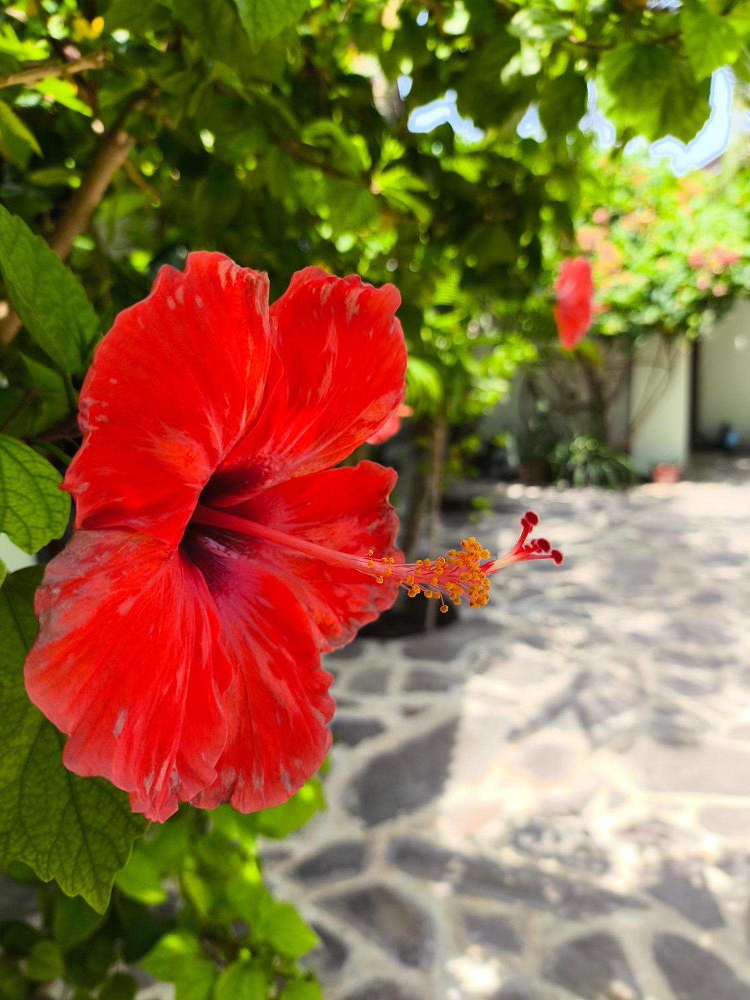 Gili Mesari Cottages & Homestay Джили Трауанган Екстериор снимка