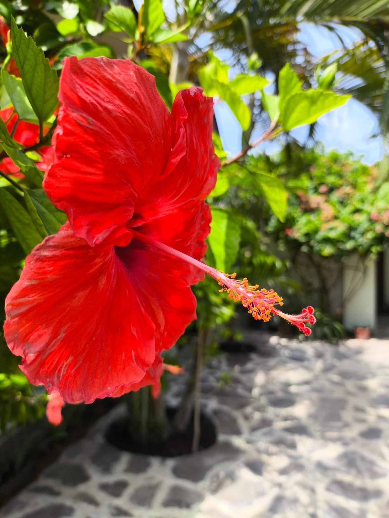Gili Mesari Cottages & Homestay Джили Трауанган Екстериор снимка
